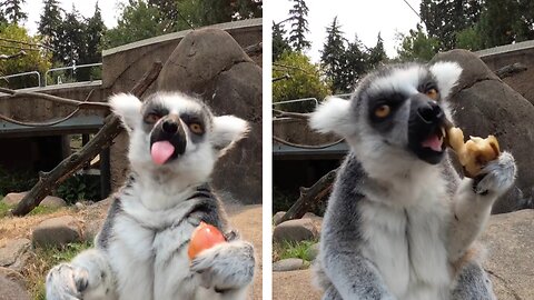 Leaping Lemurs Snack And Play