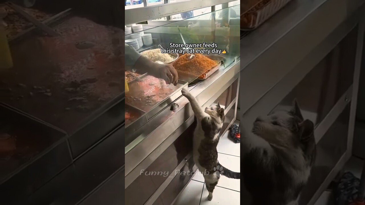 Funniest Animals 2023 - Funniest Cats and Dogs ����So Cute Cats & Kittens 😍😍😍