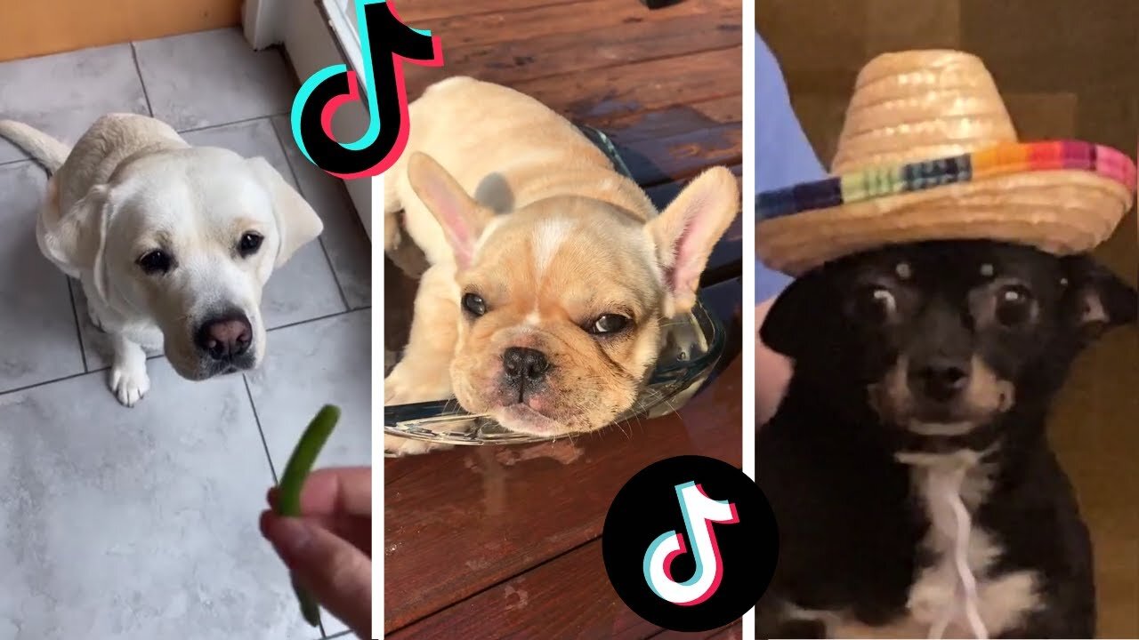 Funny Dogs of TikTok Part #16 🐶