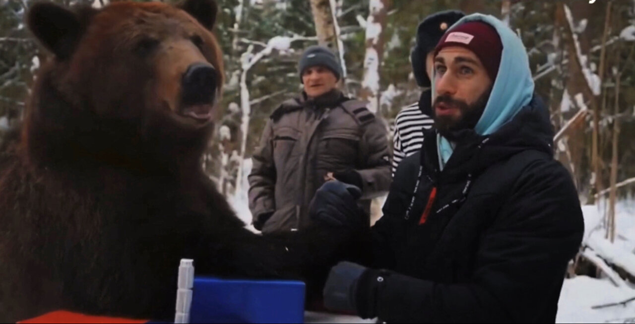 Man vs BEAR - Armwrestling