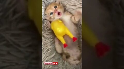 funny cat videos cute cat videos cute animals funny cats #shorts #shortsfunny #cutecat #funnycat