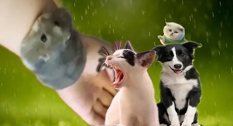 Funny animals video 2023