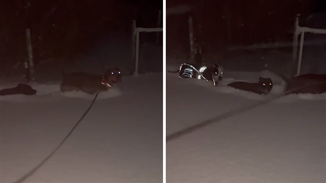 Dogs trudge through extremely deep snow