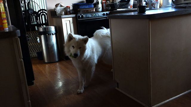 Fluffy Dog Does Her Happy Dance For Being Reunited With Favorite Toy