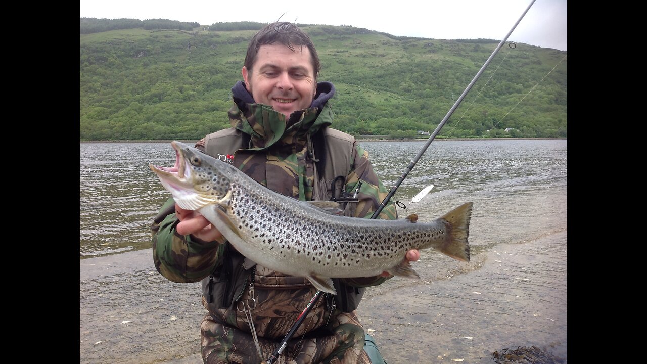 Sea Trout Underwater