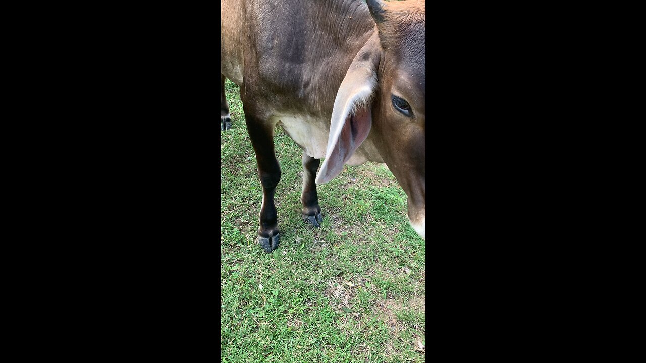 Cows 🐄 are on my property