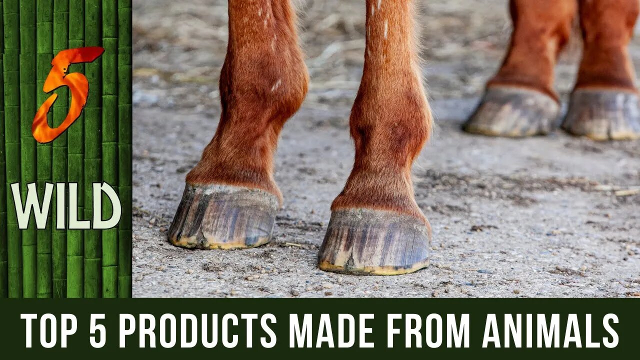 Top 5 Everyday Products With Unexpected Animal Ingredients | 5 WILD