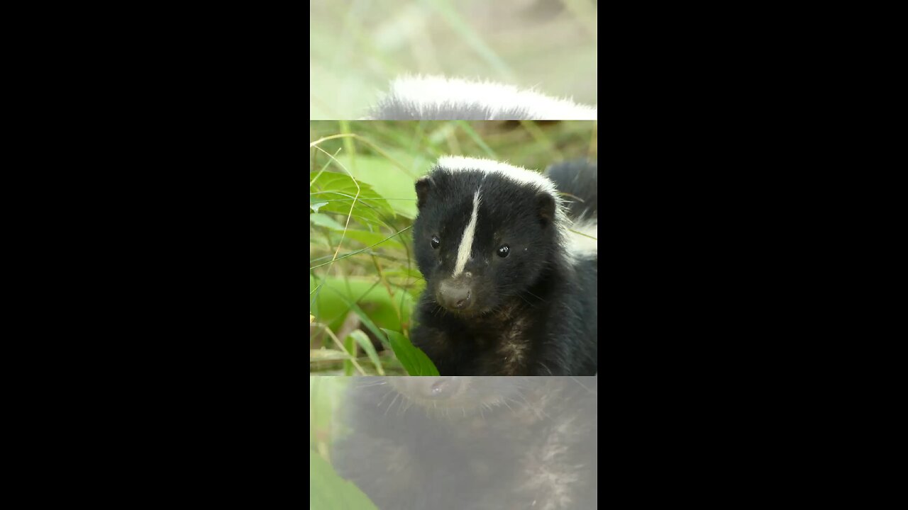 Skunks 🦨 #animal #blackandwhite #cute