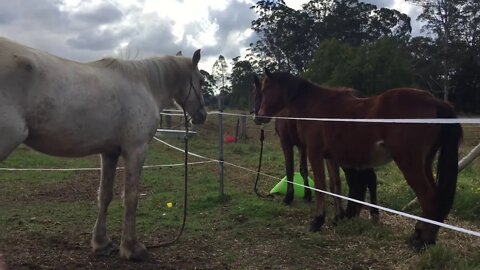 Day 1 in a small paddock hanging out with new friends before being moved to a round yard 17/6/2019