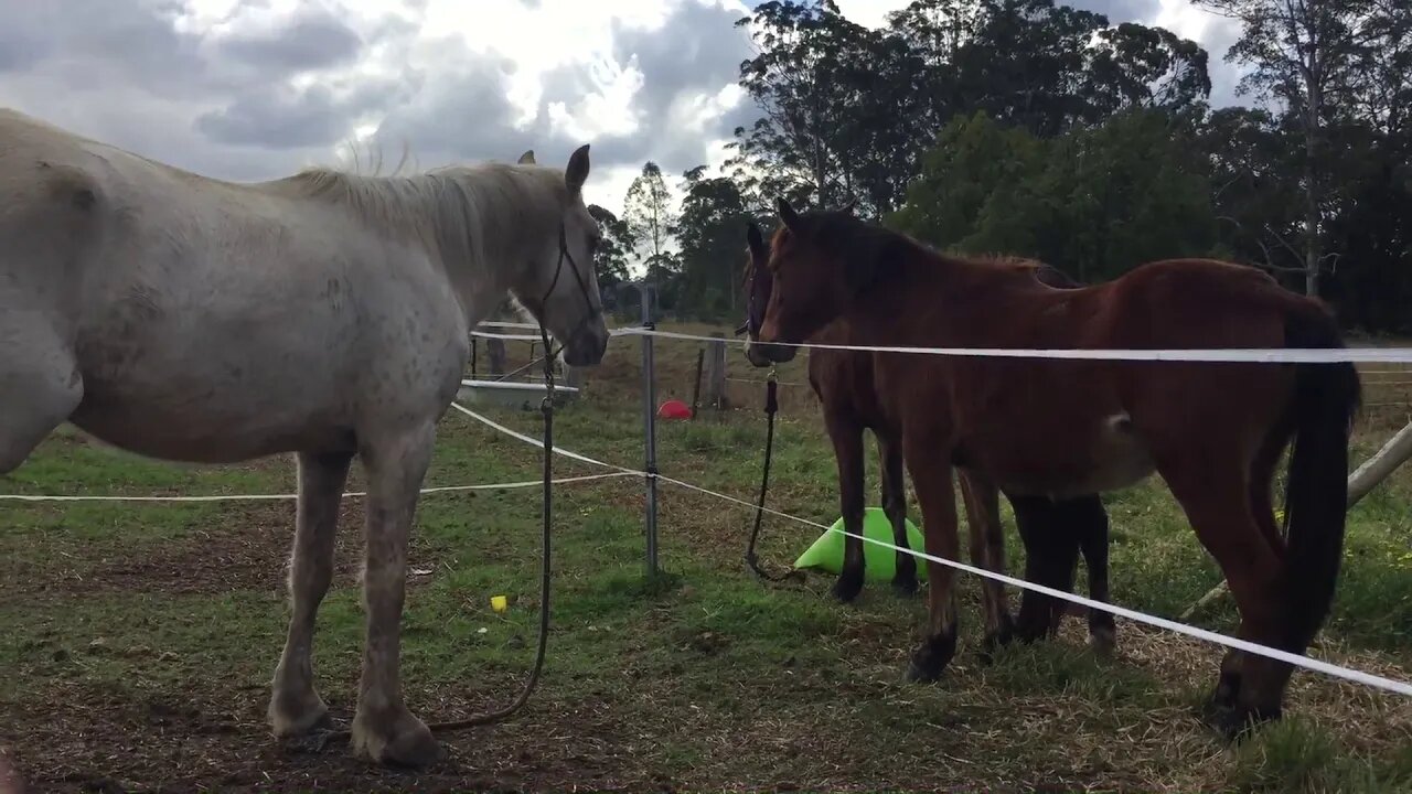 Day 1 in a small paddock hanging out with new friends before being moved to a round yard 17/6/2019