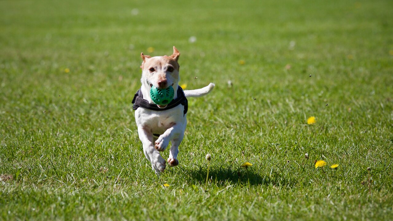 #18 FUNNY DOGS