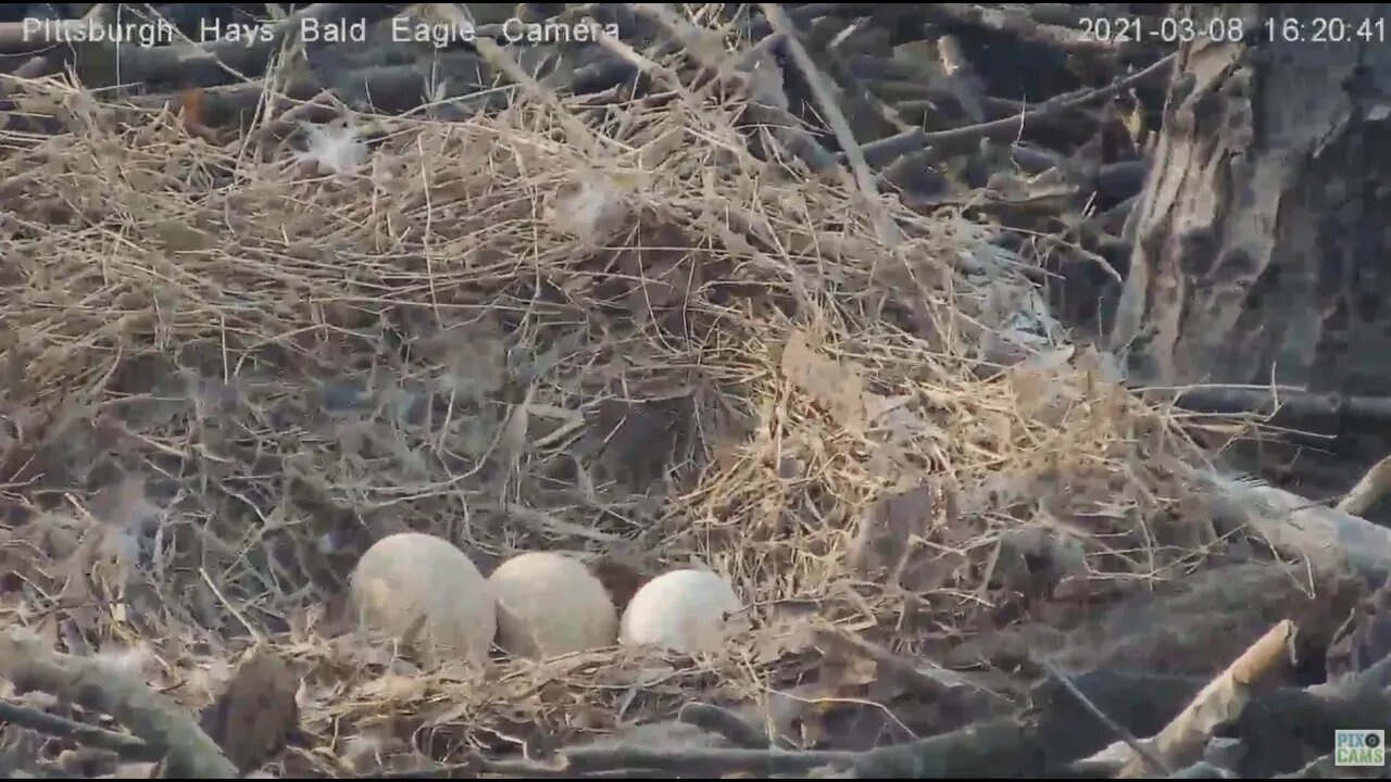 Hays Eagles great look of 3 Eggs 2021 03 08 16:21