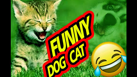 Funny dog and cat