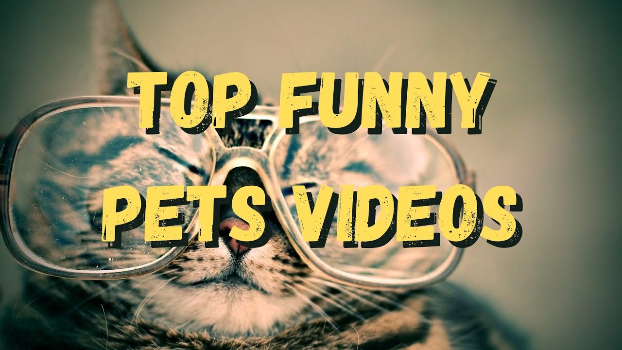 Cats and dogs | cats meowing | cats funny videos