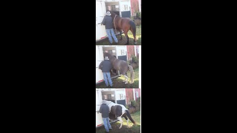 Send in load into trailer 3 horses - 30 Sept 2022