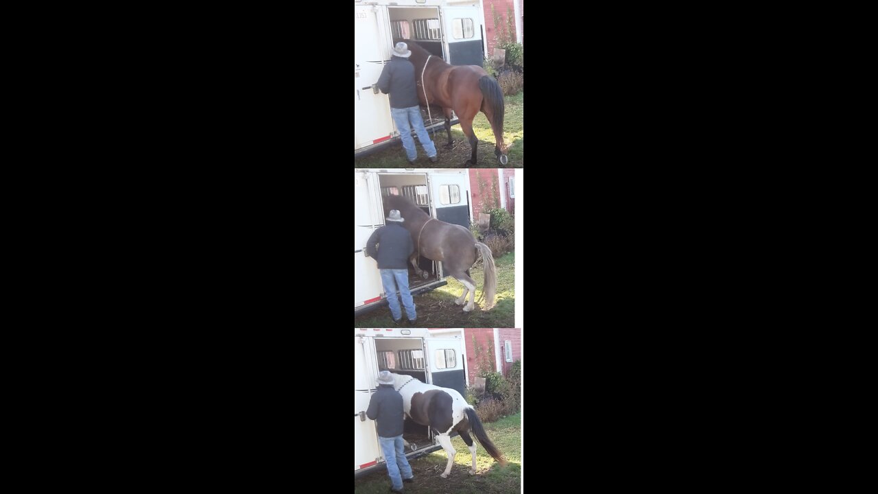 Send in load into trailer 3 horses - 30 Sept 2022