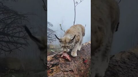 Closeup with a wild Lynx