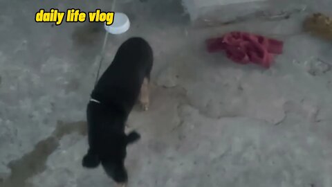 funny dog ​​and baby