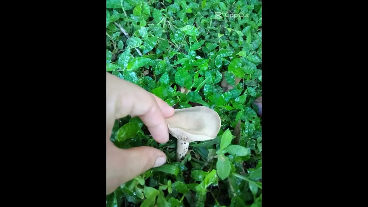 Mushrooms All Over Our Yard!