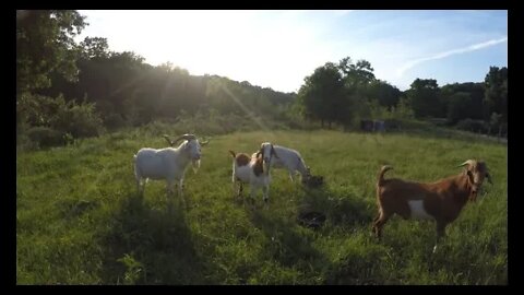 Bringing goats to auction | How much are goats worth?!