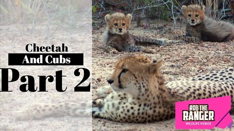 Cheetah And Cubs Part 2: Only Two Cubs Left