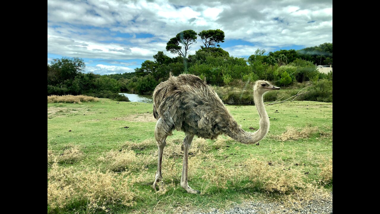 An ostrich runs down the lane at high speed between cyclists riding the lane