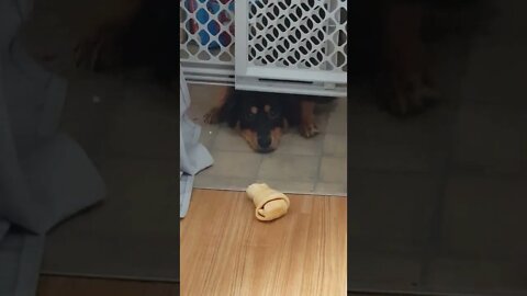 Sad Singing Doggie Then Takes Her Bone Happily