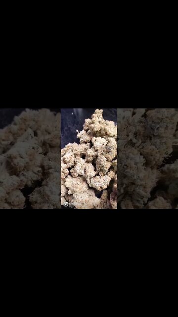 Slurricane Pheno 3 by Inhouse Genetics she still going strong!! #shorts #420 #growing #inhouse