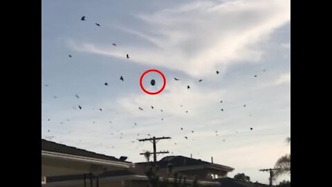 Absolutely Real UFO Sighting over West Coast USA 2021