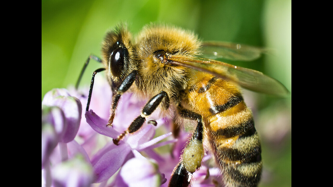 How Do Bees Make Honey Anyway ? - The Sweet But Kinda Gross Journey