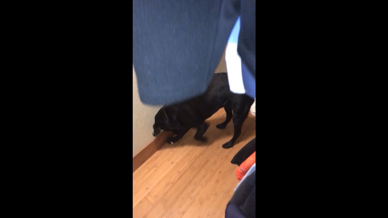 Dog PLAYS and Then Gets FRUSTRATED.