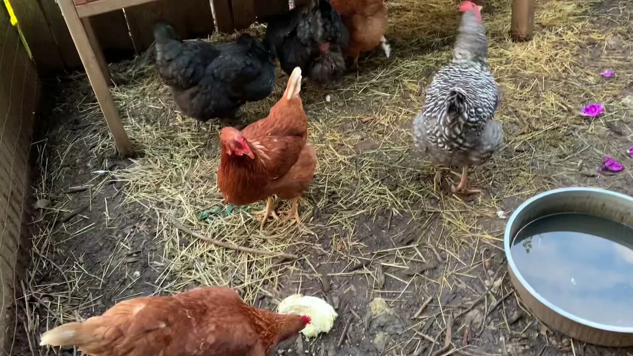 Update on the rabbits and how they’re doing