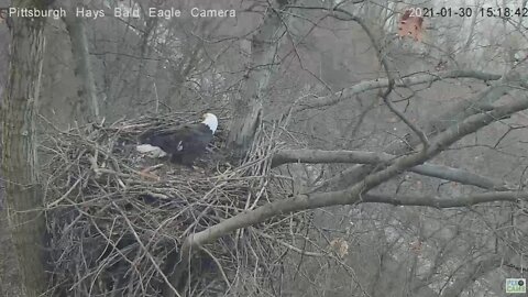 Hays Eagles Mom flyby Dad into the nest with stick 2021 01 30 317pm