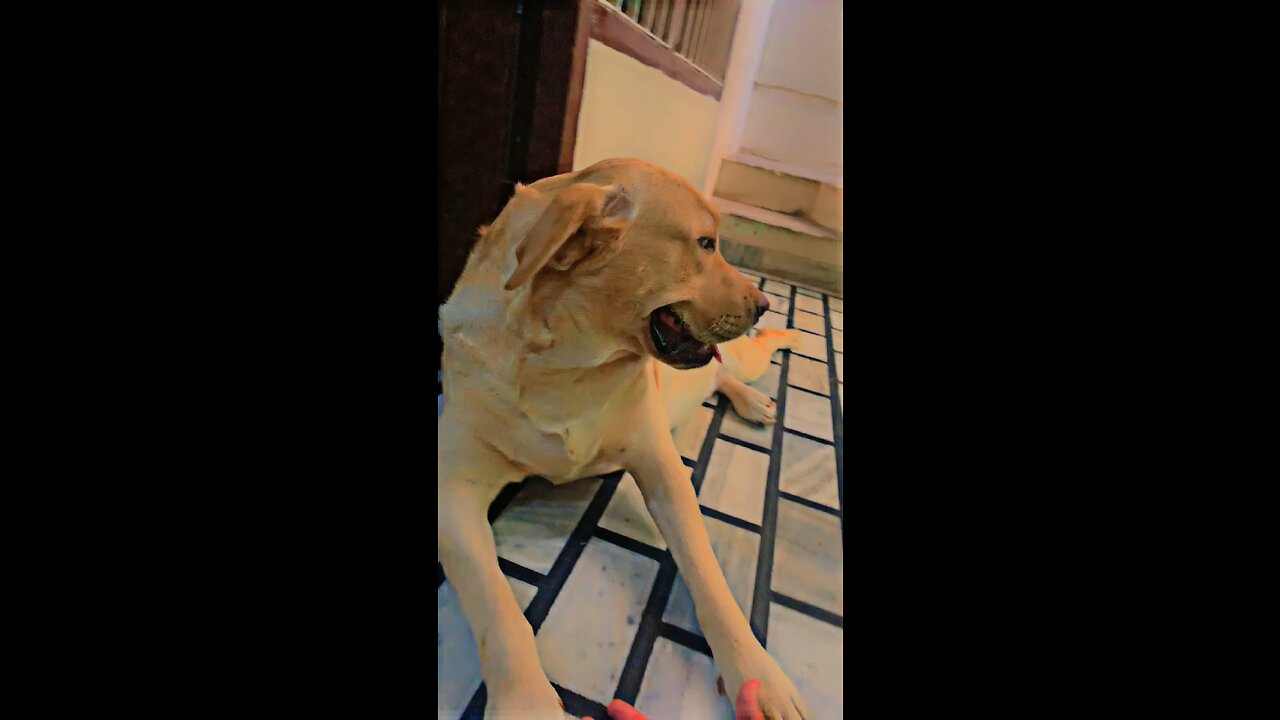 Cute dog
