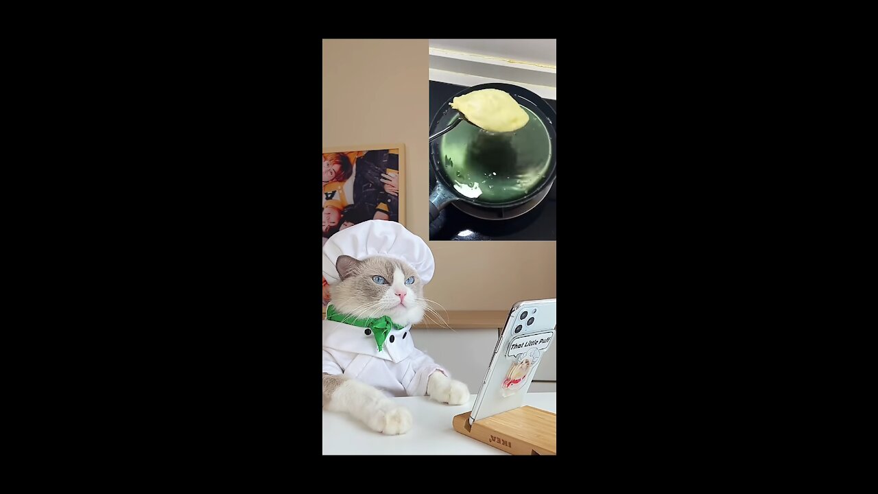 Chef cat 😽😽🙀 so sweet
