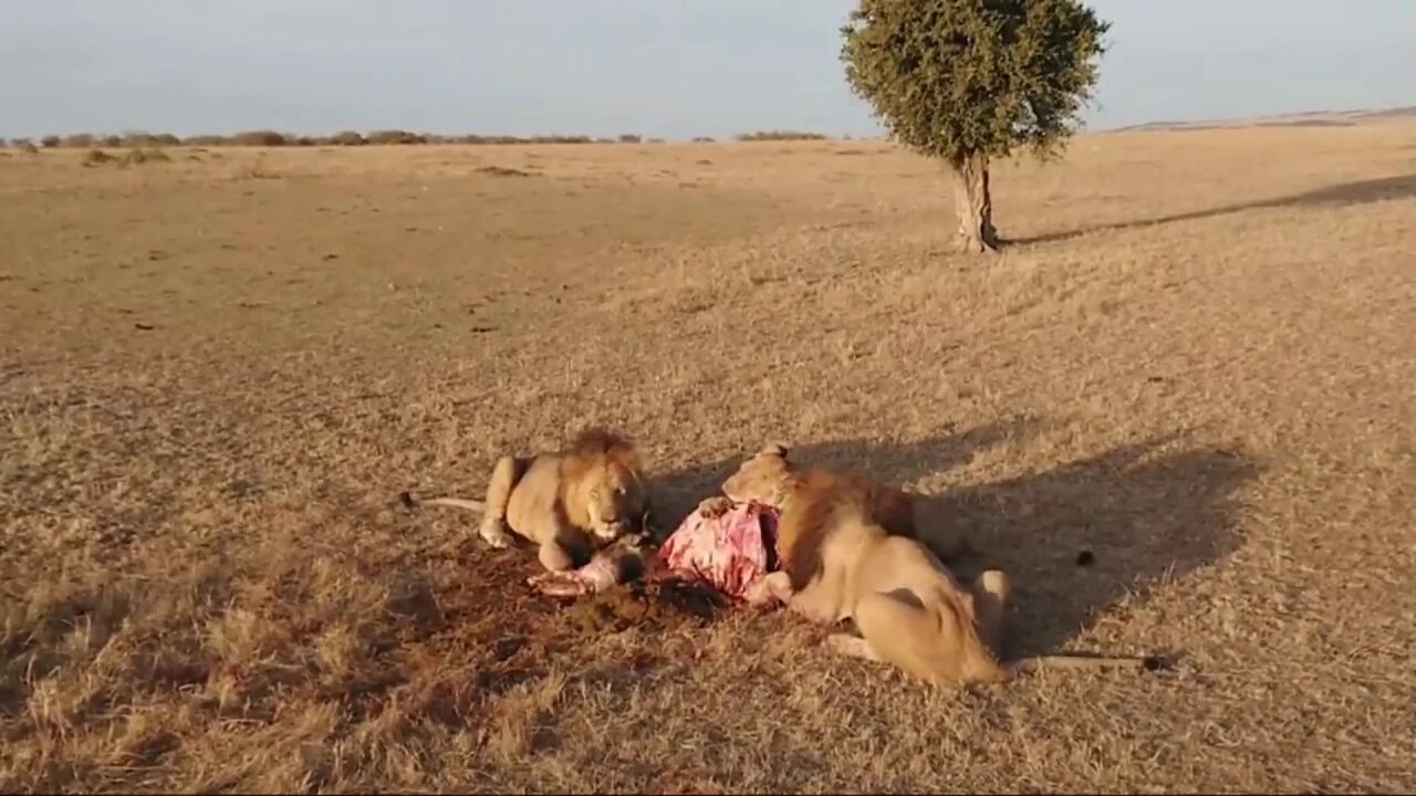 Lions Feeding, Live From Maasai Mara | Zebra Plains