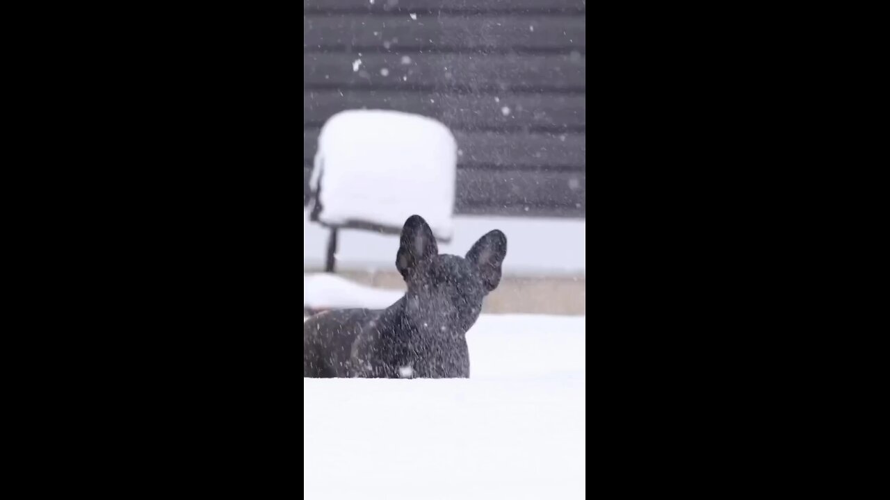 Cutest Dog Ever
