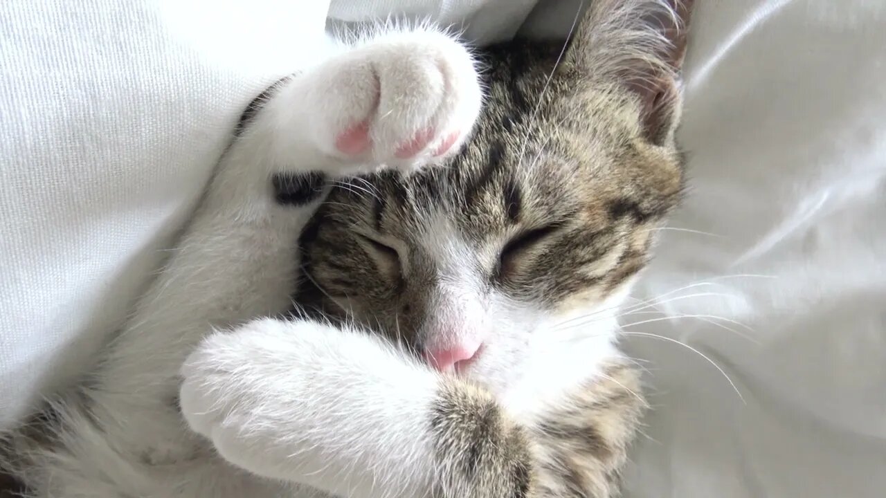 Sweet Little Cat Hides Behind His White Paws