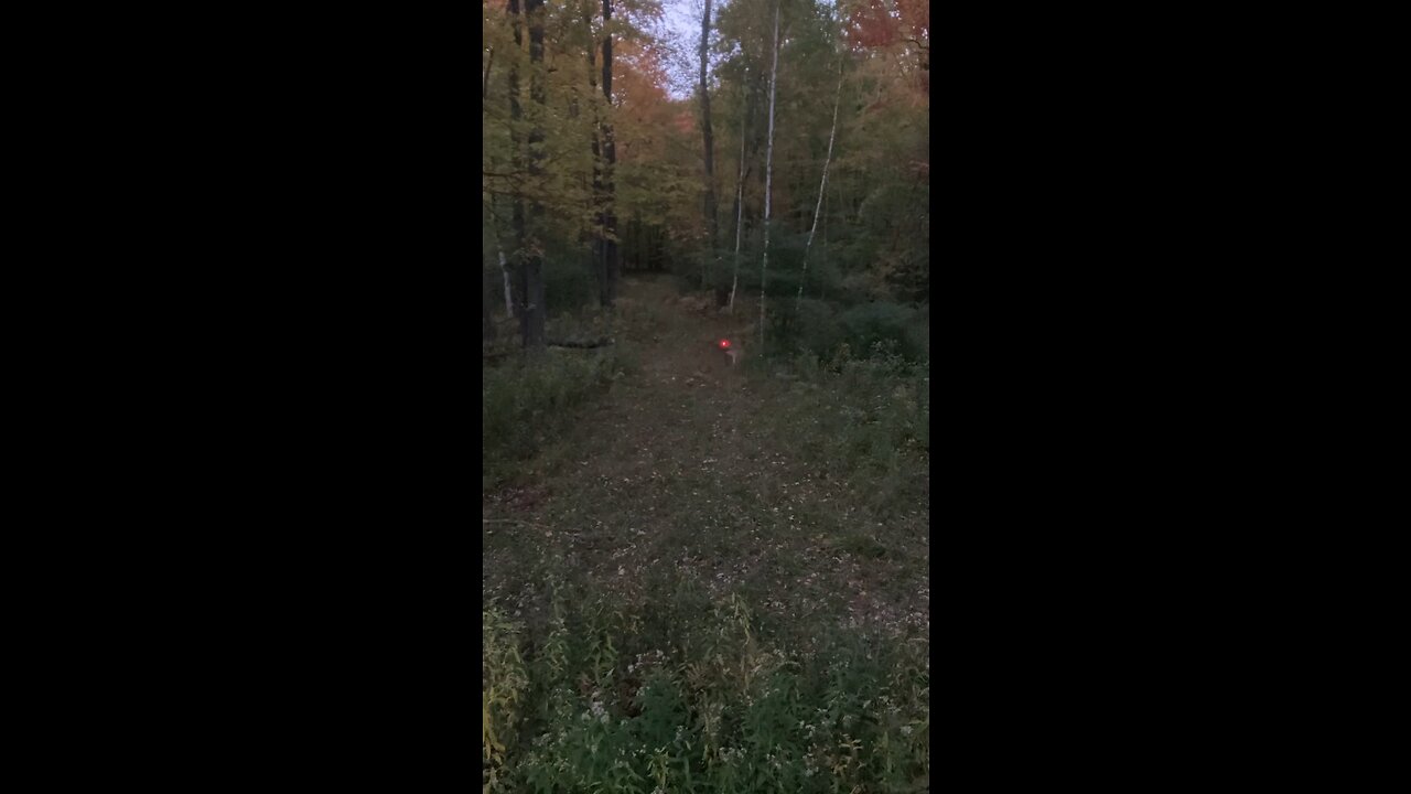 Deer Hunting!