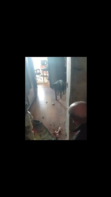 Покинутий песик до останнього охороняє напівзруйновану квартиру у Бучі