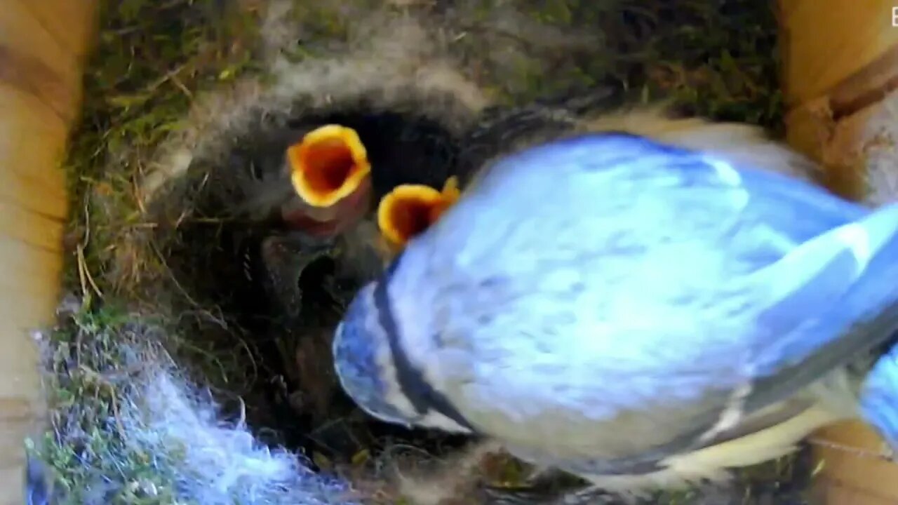 Poor Blue Tit Mother Drags Week Old Dead Chick Out of Nest