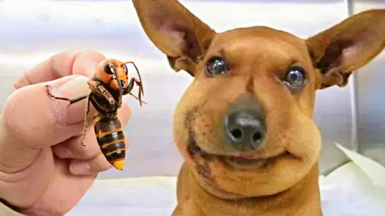 Funniest Looking Dogs Ever!