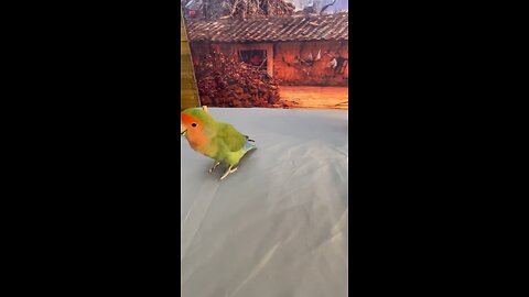 smart parrot