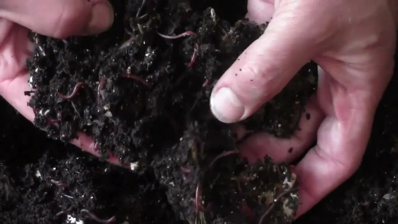 worm factory 360 Day 123 Do worms eat citrus????