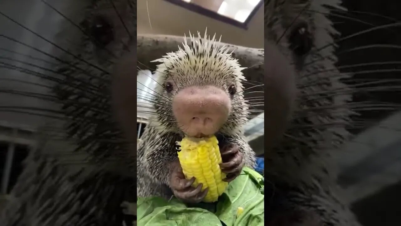 🦔Brazilian Porcupine Eating Corn 🌽#shorts