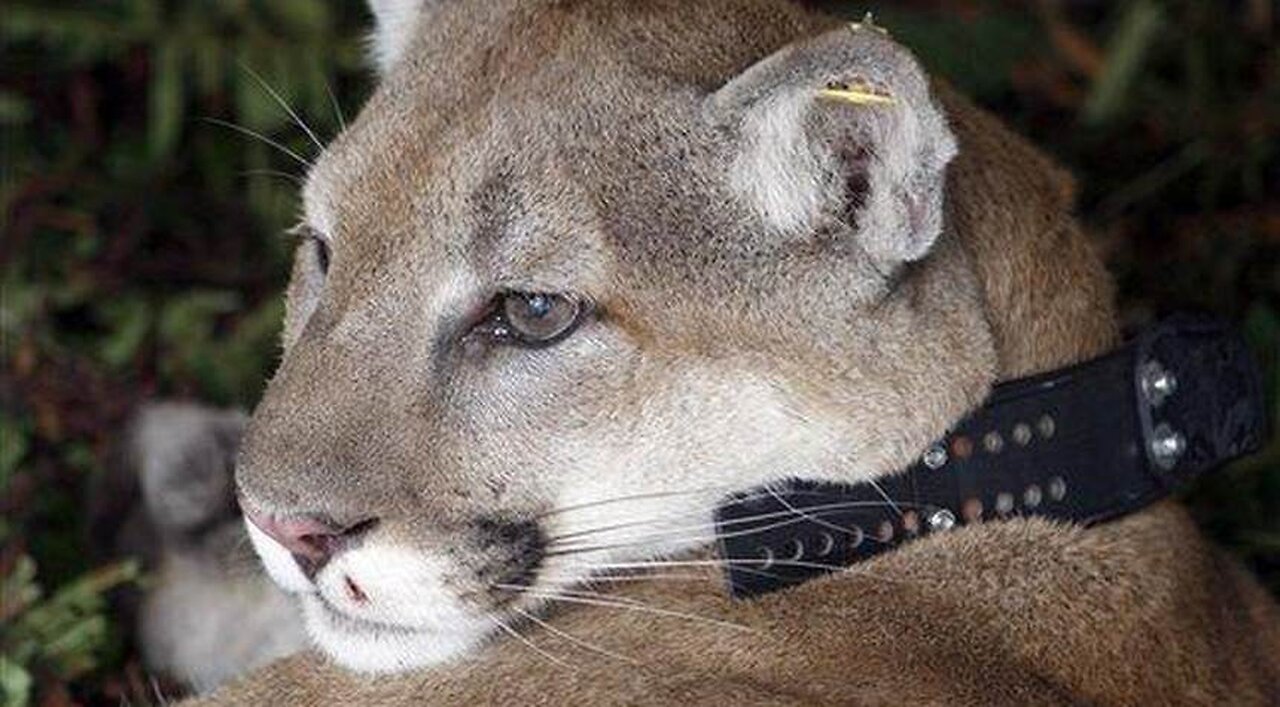 L.A. Griffith Park's Sole Cougar, Known as 'P-22', Is Euthanized