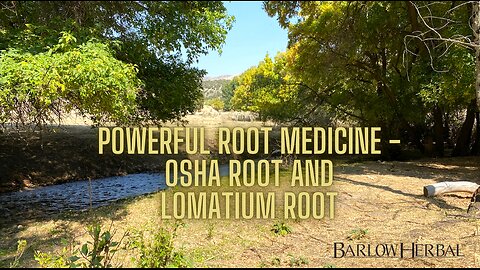 The Health Benefits of Osha root and Lomatium root