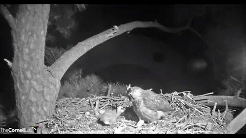 Mom's Early Morning Leave & Return 🦉 3/7/22 01:14