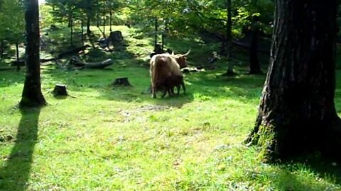 Baby Bull Calf