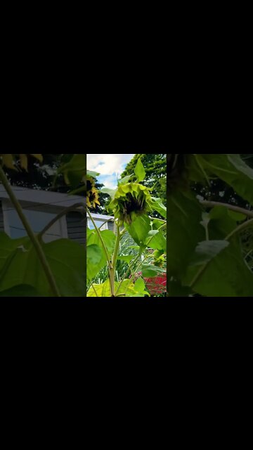 RIP to my Sunflower 🌻